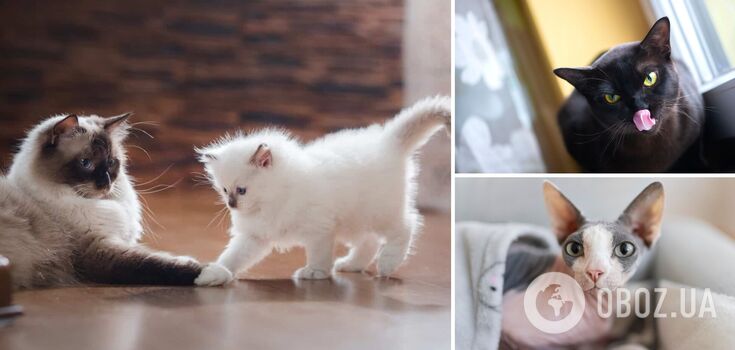 Which cats are the most affectionate to their owners: the friendliest breeds