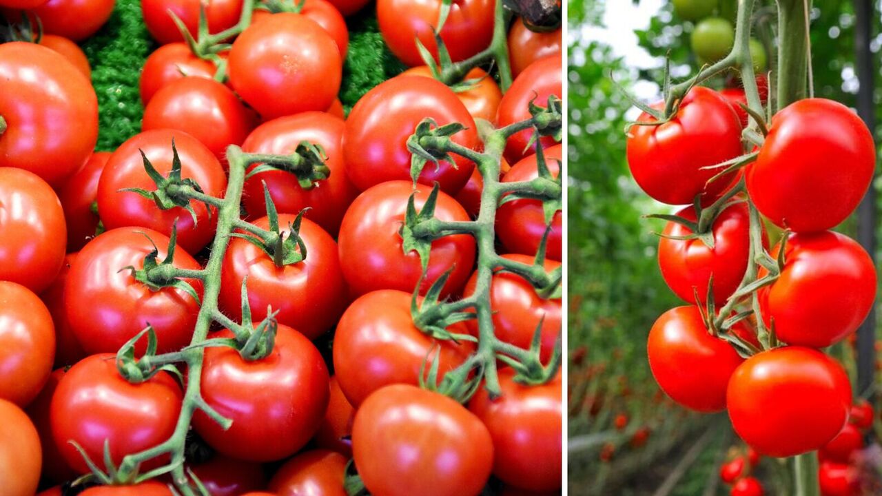 How to plant tomatoes for an unprecedented harvest: the German way