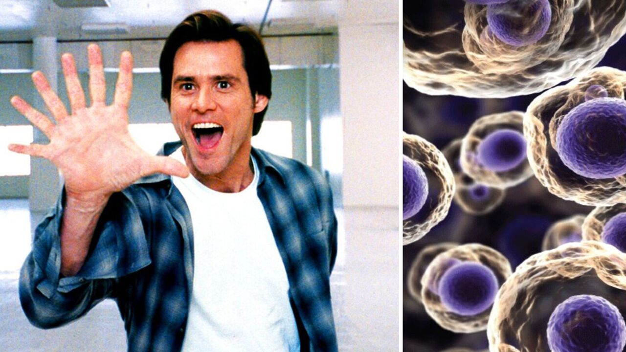 Scientists can "teach" people to regrow fingers and limbs: first step taken
