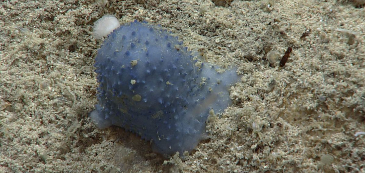 "Blue slime" at the bottom of the ocean puzzles researchers