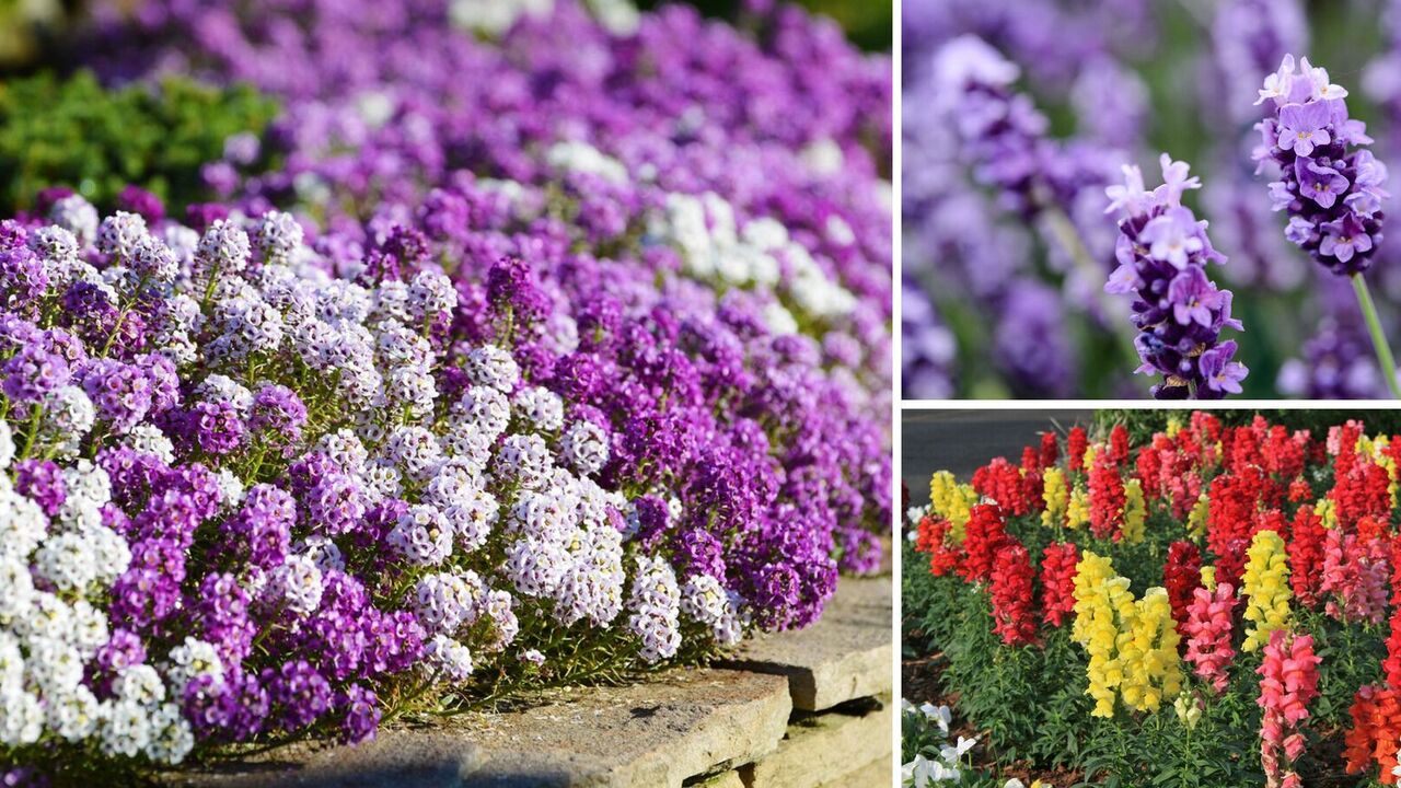 Which garden plants bloom all summer long: time to sow