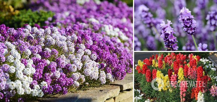 Which garden plants bloom all summer long: time to sow