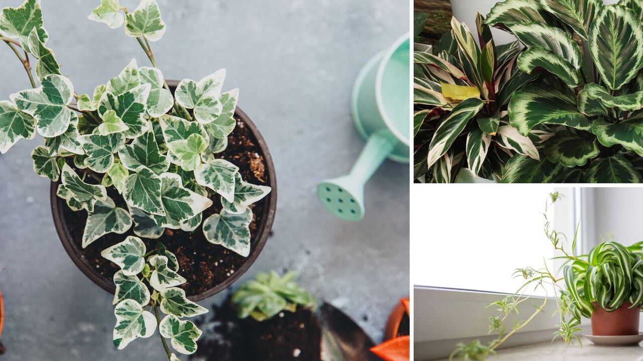 Top 8 indoor plants to help get rid of condensation on windows