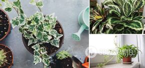 Top 8 indoor plants to help get rid of condensation on windows