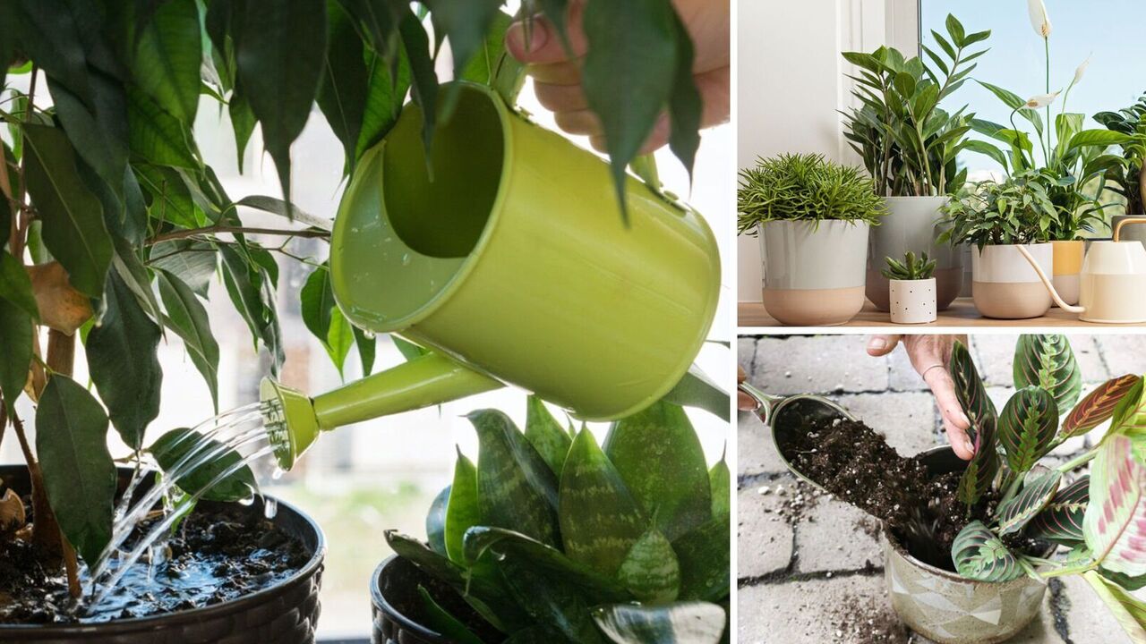 How to know when it's time to water a houseplant: simple tips about complexity