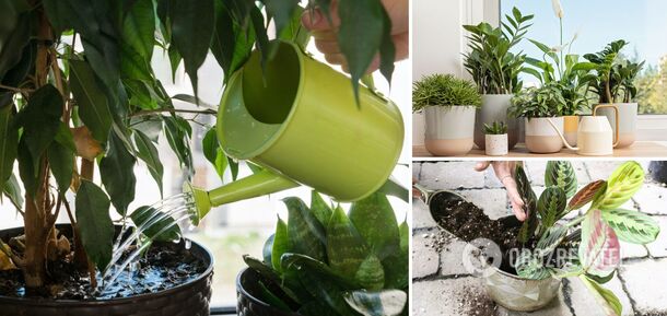 How to know when it's time to water a houseplant: simple tips about complexity