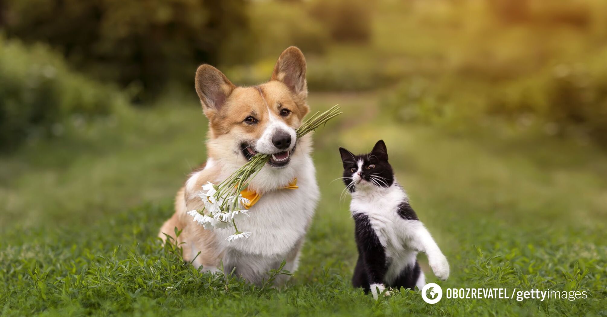 You should get rid of them. The 10 most toxic flowers and plants for pets