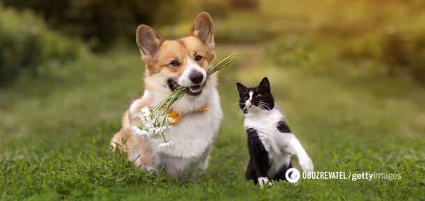 You should get rid of them. The 10 most toxic flowers and plants for pets