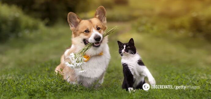 You should get rid of them. The 10 most toxic flowers and plants for pets