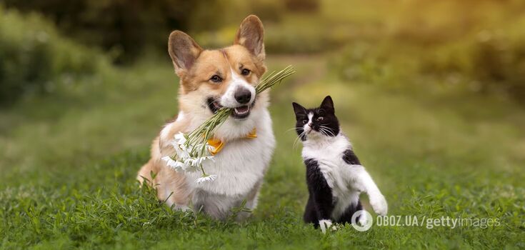 You should get rid of them. The 10 most toxic flowers and plants for pets