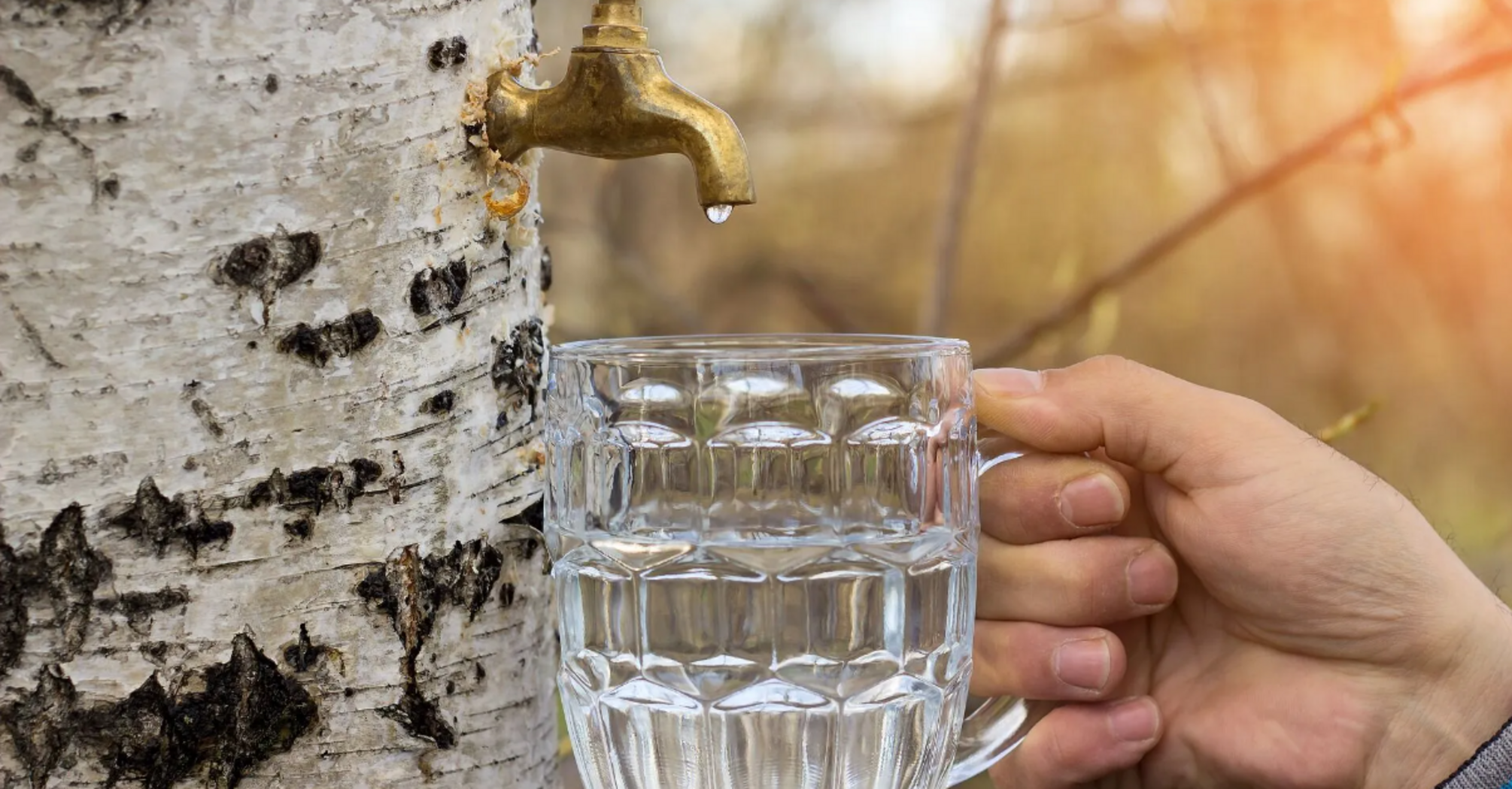 How to preserve birch juice at home: without boiling and canning