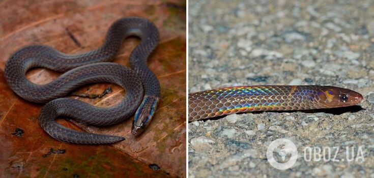 Snakes can move like a wheel: unique eerie footage published