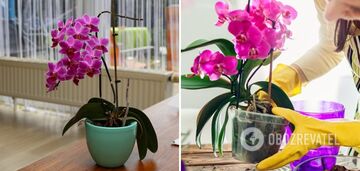 Orchid will bloom all year round: what elementary fertiliser will strengthen the plant