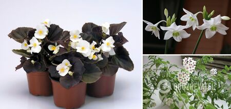 What indoor flowers will provide an incredible scent at home: smell like a luxury perfume