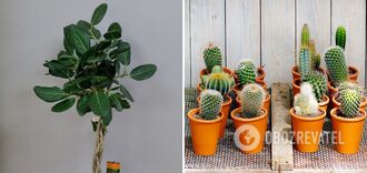 Absorb negativity and attract money: what three houseplants should be in every home