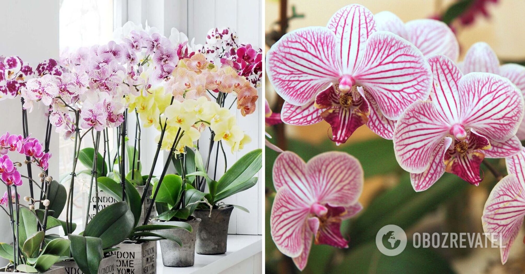 Orchid will bloom constantly: where is the best place to put the plant