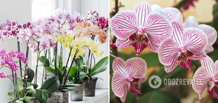 Orchid will bloom constantly: where is the best place to put the plant