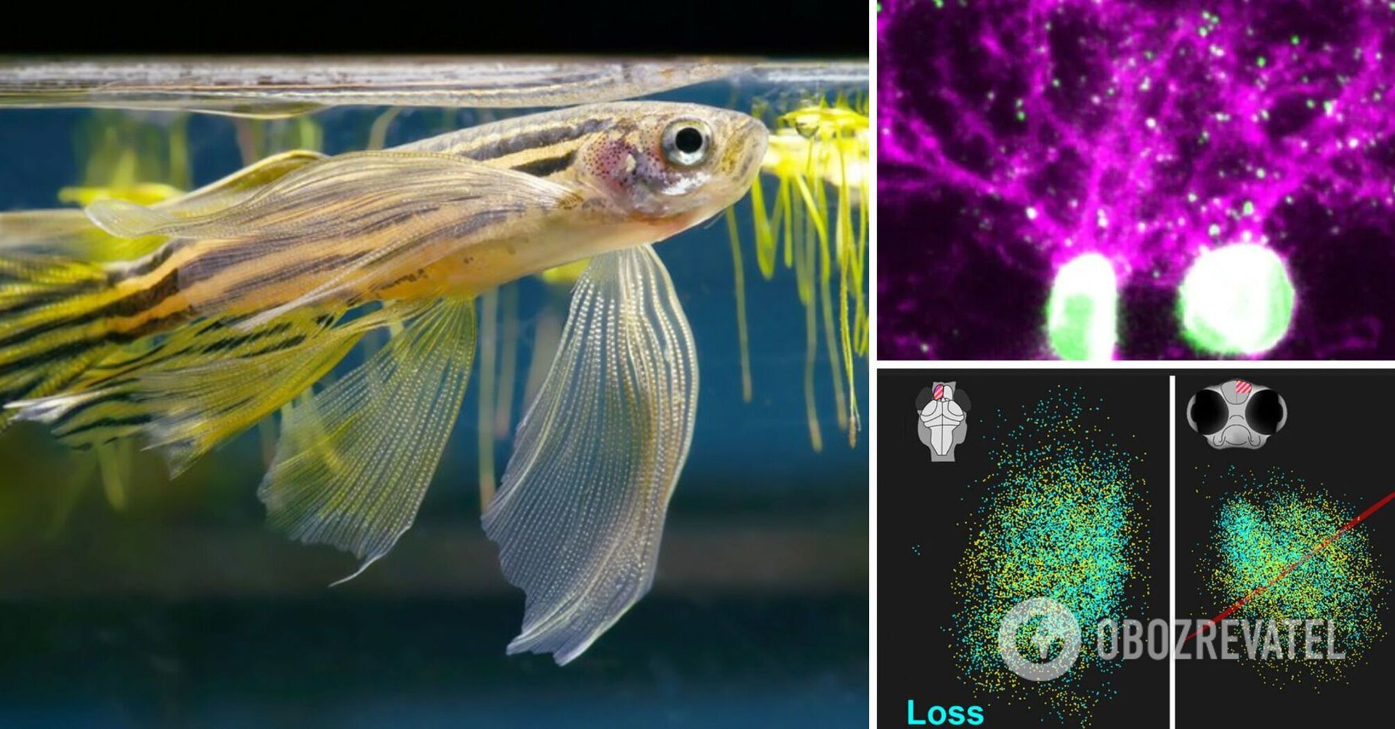 Scientists have tracked how animals develop memories