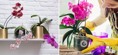 What prevents an orchid from blooming: why buds dry without blooming