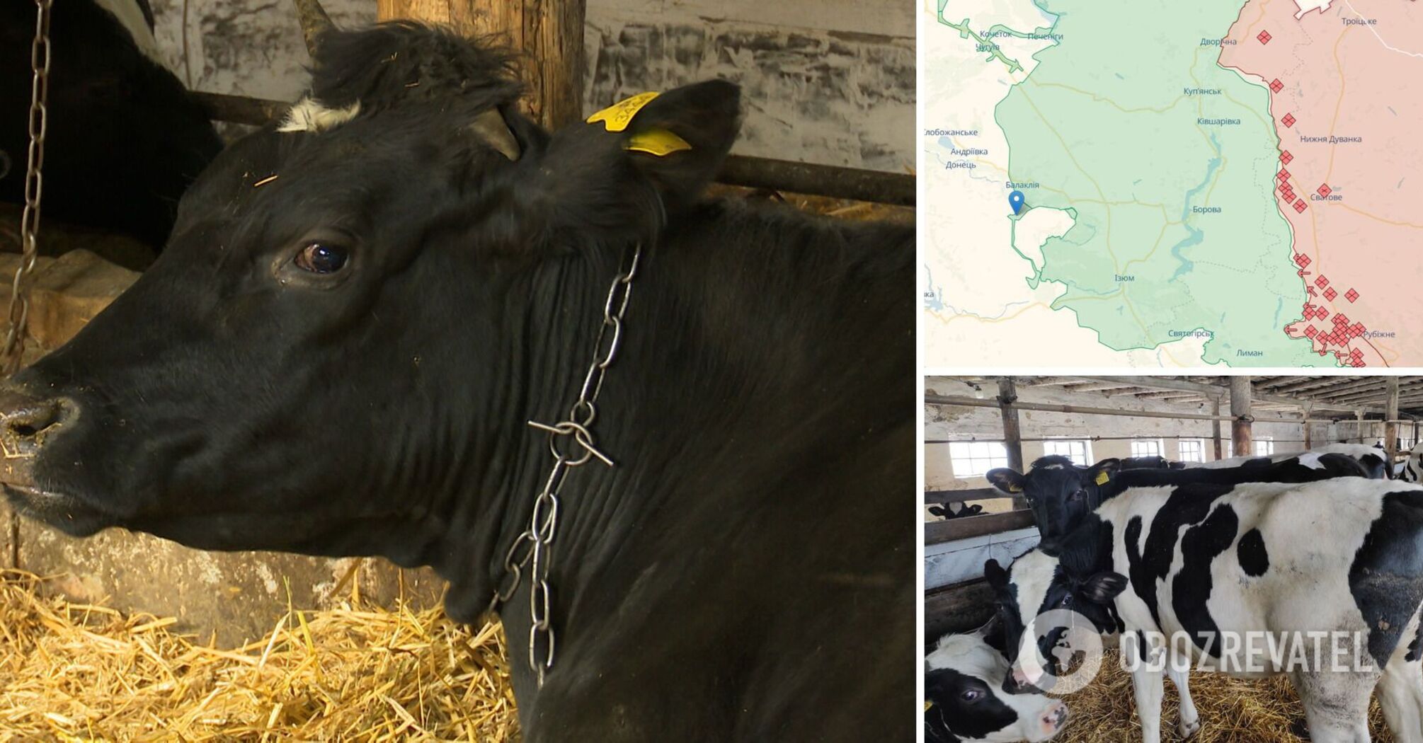 In a village in the Kharkiv region, cows began to eat each other from hunger during the occupation: the network told about the troubles caused by the invaders. Photo.