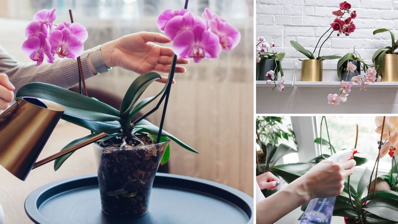 Which fertiliser will bring an orchid back to life: you only need one ingredient