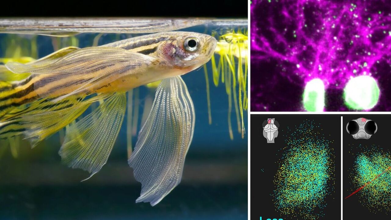 Scientists have tracked how animals develop memories