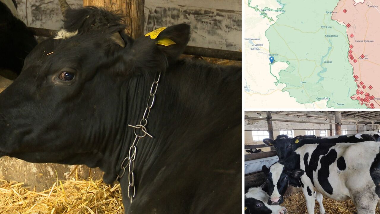 In a village in the Kharkiv region, cows began to eat each other from hunger during the occupation: the network told about the troubles caused by the invaders. Photo.