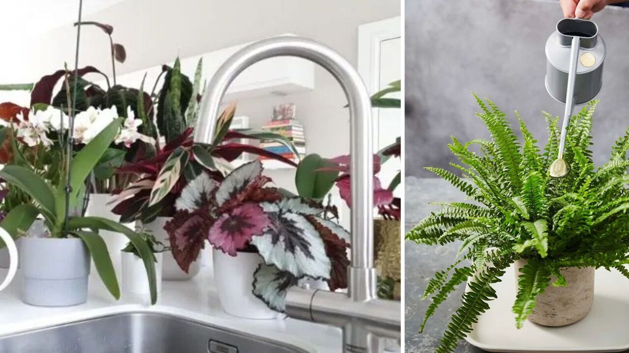 Is it possible to water flowers with tap water: tips for beginners
