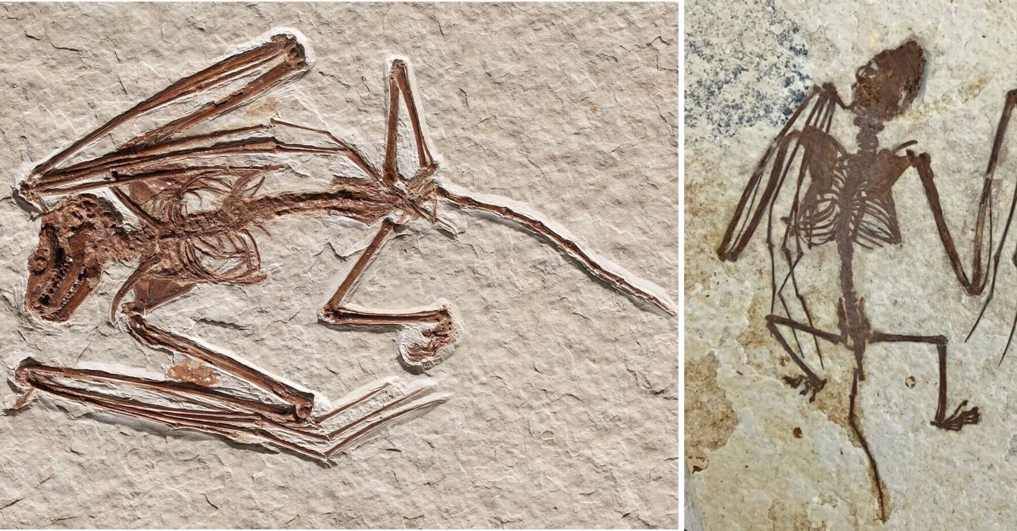 Skeleton of a previously unknown species of winged creature, 52 million years old, has been found. Photo.