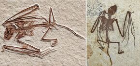 Skeleton of a previously unknown species of winged creature, 52 million years old, has been found. Photo.
