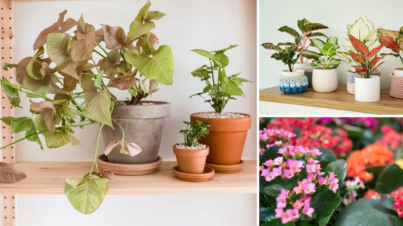What indoor plants will take root in any home: a list
