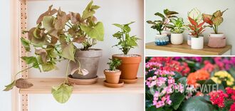 What indoor plants will take root in any home: a list