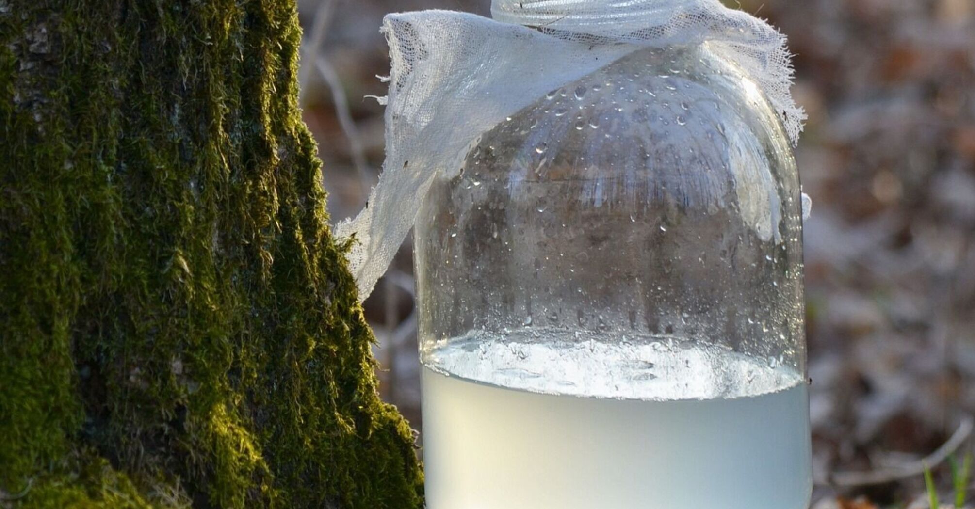 Birch juice