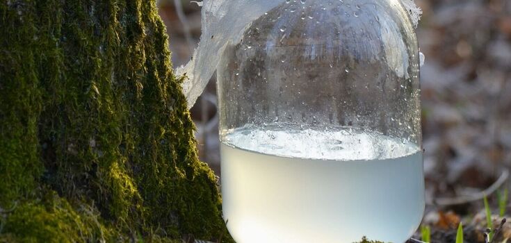 Birch juice