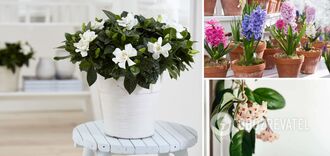 Aroma will last all year round: which indoor flowers will provide a pleasant smell in the house