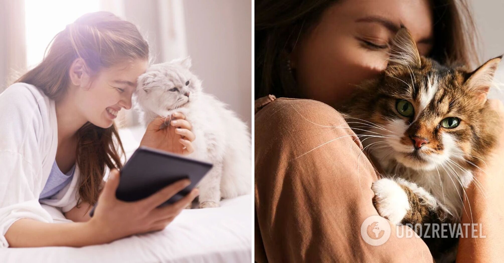How cats affect female energy: what breeds are best to choose