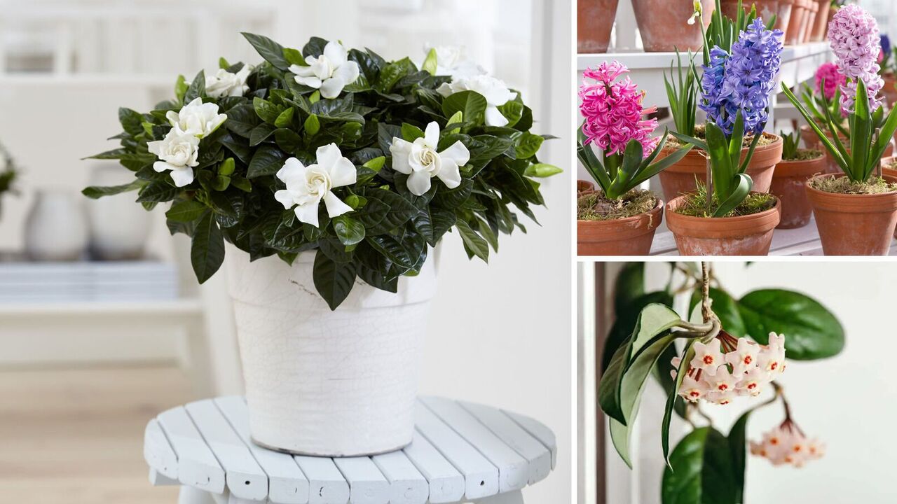 Aroma will last all year round: which indoor flowers will provide a pleasant smell in the house