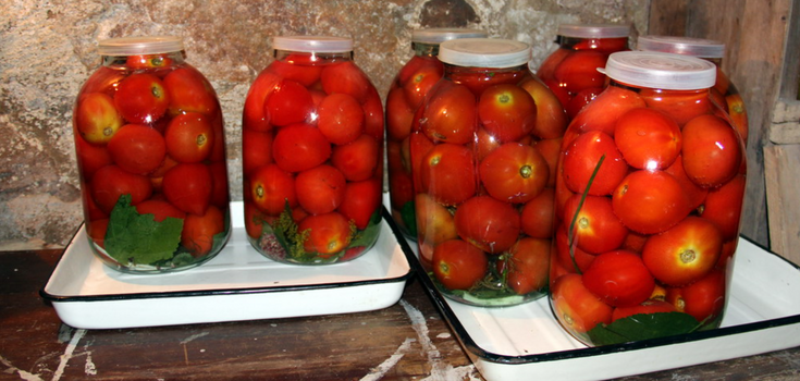 Sour tomatoes under a capron cover in a new way: a delicious snack recipe