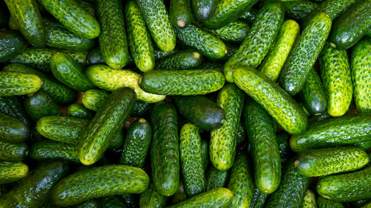 What cucumbers are best suited for pickling: the best varieties
