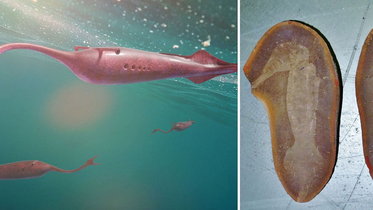 Strange prehistoric monster was mistakenly considered a lost link in evolution: what scientists have learned