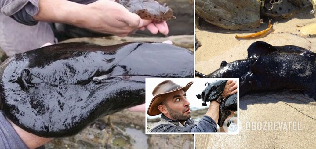 Scary beast in a pond caused a stir online: what does the "alien" look like