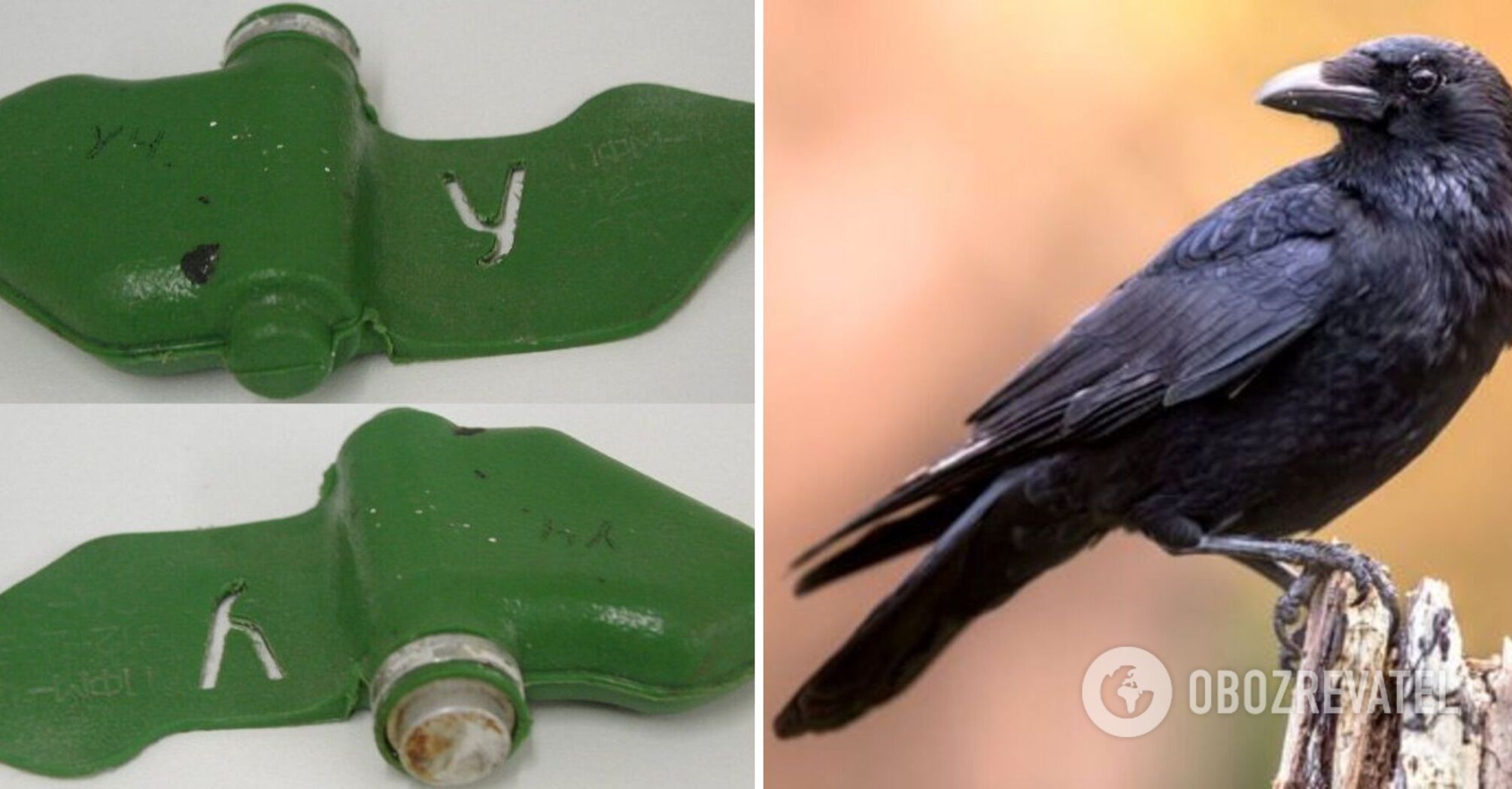 In Kharkiv region, locals complain about crows that carry mines: what experts say about it