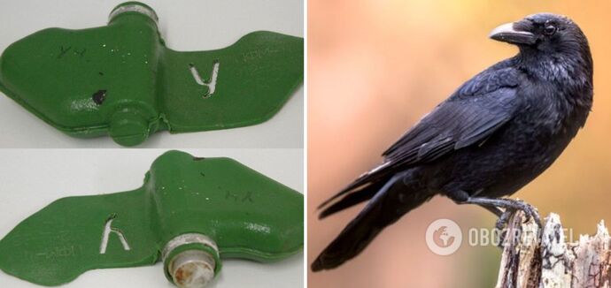 In Kharkiv region, locals complain about crows that carry mines: what experts say about it
