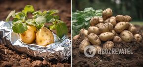 How to increase the yield of potatoes: an ordinary foil will help