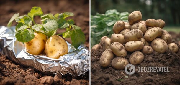 Jak zwiększyć plon ziemniaków: zwykła folia pomoże