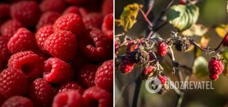 What not to feed raspberries: they will wither in a day