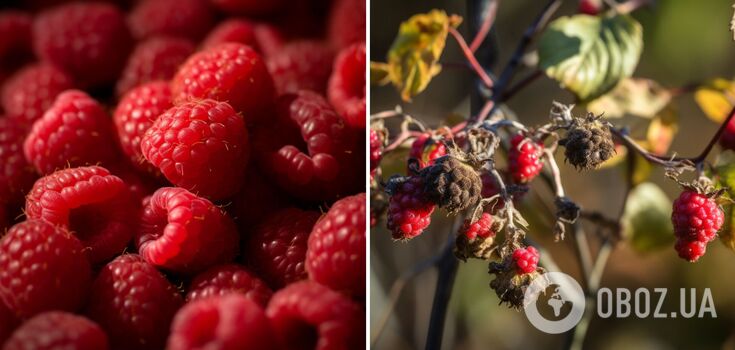 What not to feed raspberries: they will wither in a day