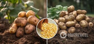 More potatoes and fewer bugs: a garden trick to increase yields