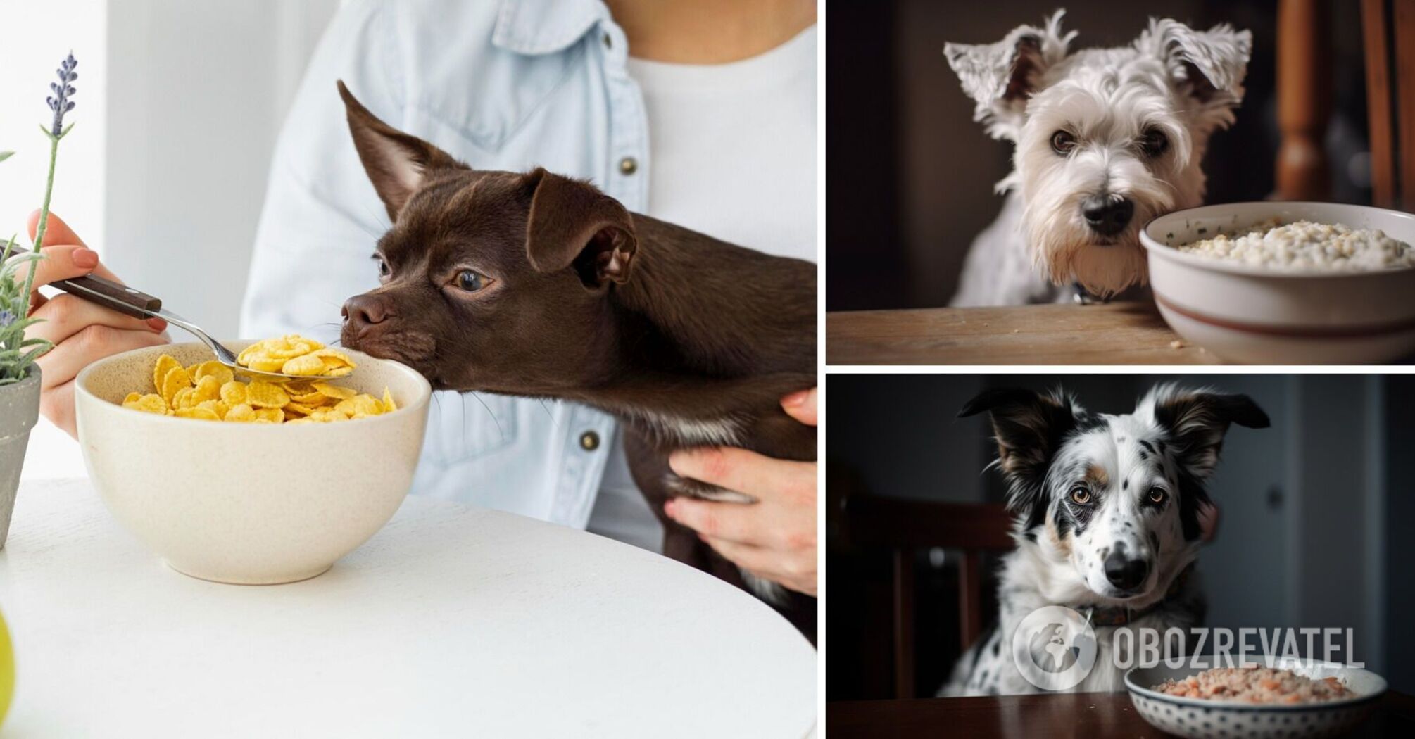 What porridges should not be given to dogs: they cause serious diseases