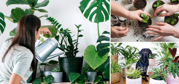 Why new indoor flowers wilt: the most common care mistakes